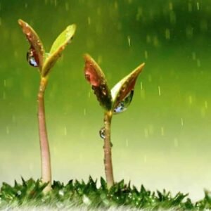 La lluvia temprana y tardía