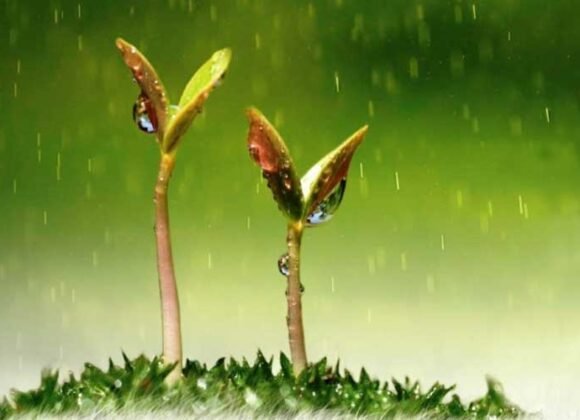 La lluvia temprana y tardía